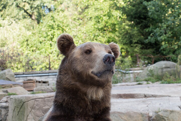 Close up of a bear. Wildlife in the largest and oldest zoo in Russia, Kaliningrad, Russia.