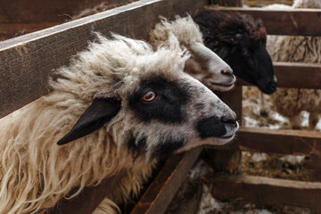 Sheep portrait in zoo. Thoroughbred rams. Rams head beehind wooden fence.