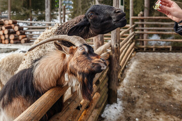  Goat Portrait, Goat Muzzle. Goat, sheep eating beehind fence in contact zoo. Feeding goats and sheep at petting zoo. 