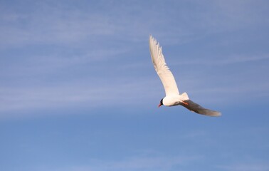 seagull with black head flying high in the blue sky