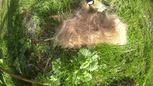 birds collecting hair of a horse for it s nest