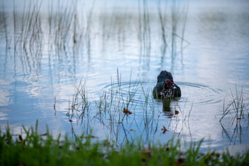 Duck in the lake
