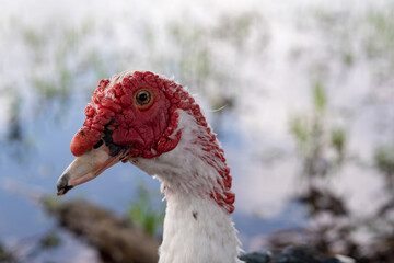 portrait of a duck