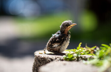 Baby Bird