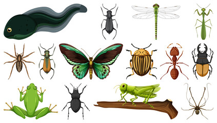 Different insects collection isolated on white background