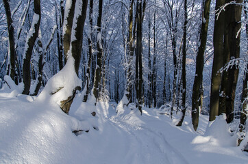 zimowy las w Bieszczadach  © wedrownik52