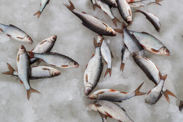 Winter fishing. Fish on ice. Lake, snow and fishing.
