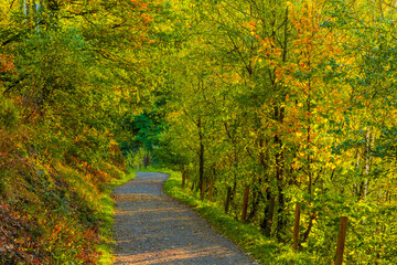 Obraz premium road in the forest