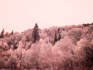 USA, Utah, Aspen Grove in infrared of the Logan Pass area