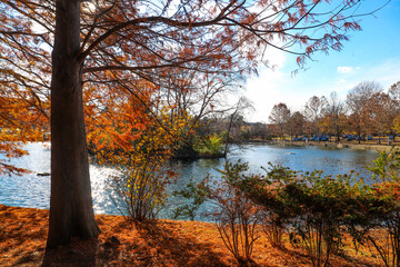 Fototapeta na wymiar a stunning shot of gorgeous red autumn trees near a still lake in the park along a smooth walking path at Centennial Park in Nashville Tennessee USA