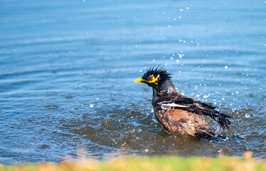 Myna bird in the water washing itself.
