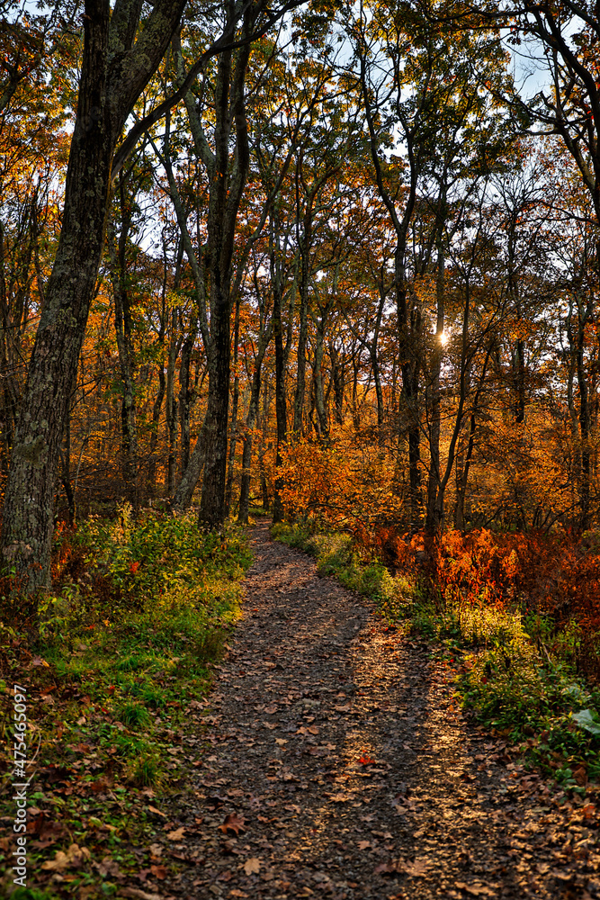 Wall mural USA, Virginia, Shenandoah National Park, fall color in the park