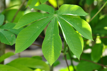 Obraz premium Nature closeup of casava leaves green background outdoor photography