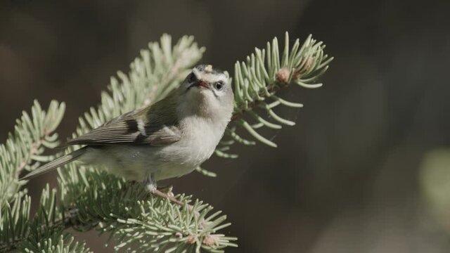 a small firecrest in the tree