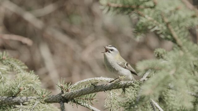 a small firecrest in the tree