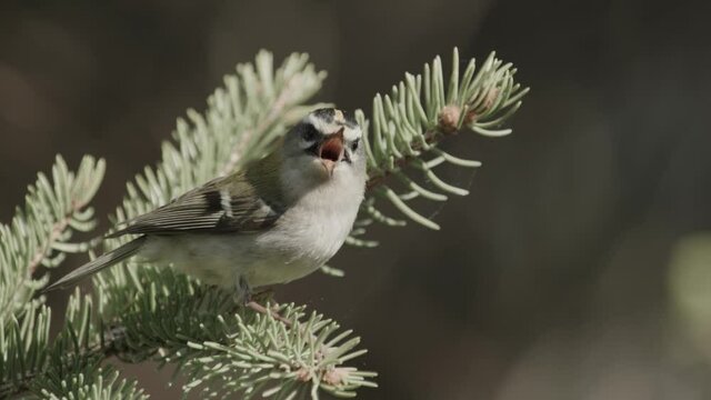 a small firecrest in the tree