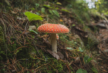 Fly agaric (Amanita muscaria) with open hat on the forest floor. Striking poisonous wild mushroom with an intense red hat and white dots. Large mushroom.