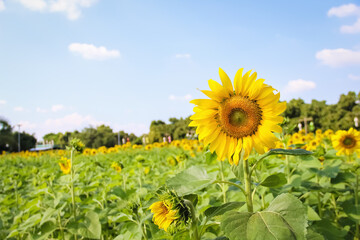 Sunflower blooming field close up on bright blue sky background