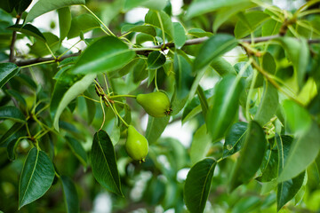 Green vegetable backgrounds. Young leaves and fruits of pear. Spring.