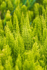 Steptoe, Washington State, USA. Horsetail plants (equisetum) in the Palouse hills.