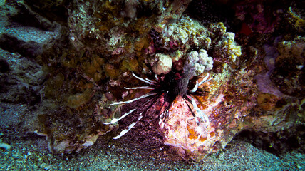 scubadiving sea reef