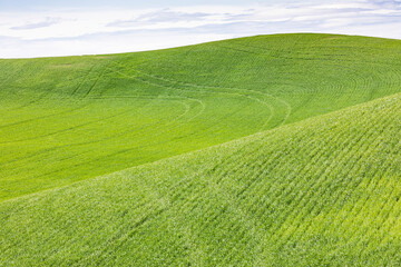 Pullman, Washington State, USA. Rolling wheat fields in the Palouse hills.