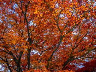 Fototapeta na wymiar Autumnal Japanese maple leaves (Gora, Hakone, Kanagawa, Japan)