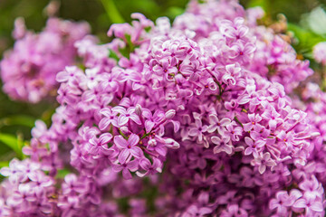 Fototapeta premium Farmington, Washington State, USA. Blooming lilac bush in the Palouse hills.