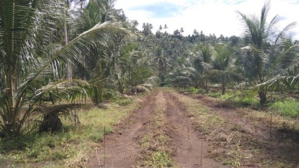 Fototapeta na wymiar Mix Crop, integrated farming, Coconut and chili to increase productivity 