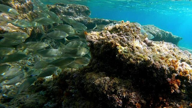 School of Boga fish swimming in natural blue underwater environment. Slow motion