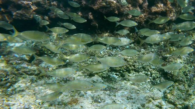 Beautiful school of Boga fish swimming in natural underwater environment. Slow motion