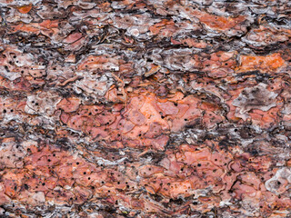 Close-up of the bark of the Ponderosa Pine tree.