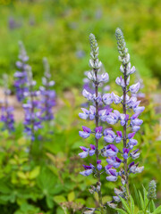 Lupine blooming in a forest.