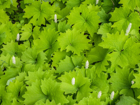 Sweet after death, deer-foot or vanilla-leaf, a plant species native to the mountains of the West Coast of North America.