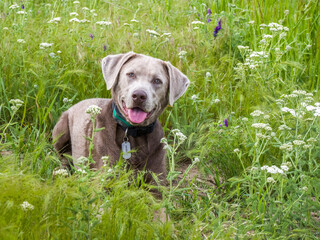Silver labrador retriever sitting in a field of wildflowers.