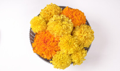Pot of yellow flowers of Marigold with green leaves isolated on white background