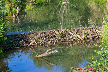 beaver dam in the forest