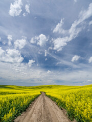 Rural dirt road surrounded by canola fields.