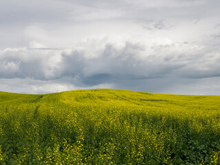 Cloudy skies over blooming canola field.