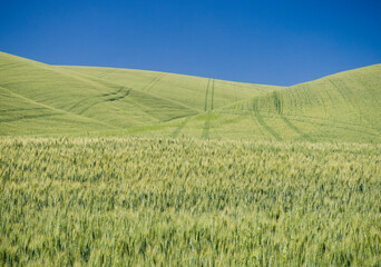 Angles and tracks in the wheatfields with blue sky.