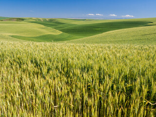 Rolling hills of winter and spring wheat.