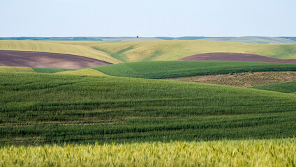 Fototapeta na wymiar Panorama of winter, spring wheat and fallow fields.