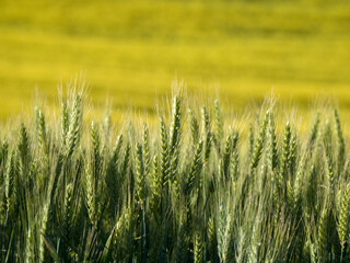 Close up of wheat. Kittitas Country
