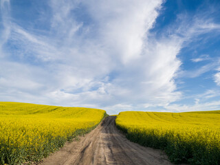 Fototapeta na wymiar Rural dirt road with blooming canola fields on both sides.