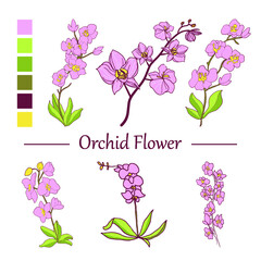 Line art hand drawn orchid flower collection