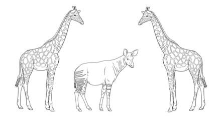 Giraffe and okapi illustration. African ruminants for coloring book.	 - obrazy, fototapety, plakaty