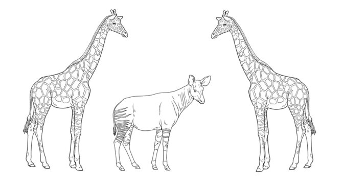 Giraffe and okapi illustration. African ruminants for coloring book.	