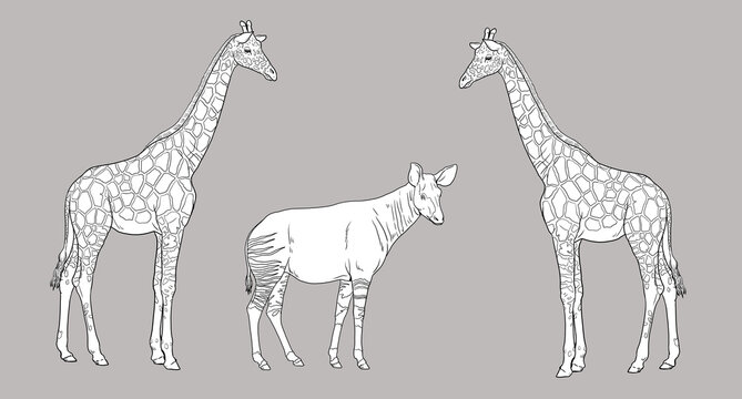 Giraffe and okapi illustration. African ruminants for coloring book.	