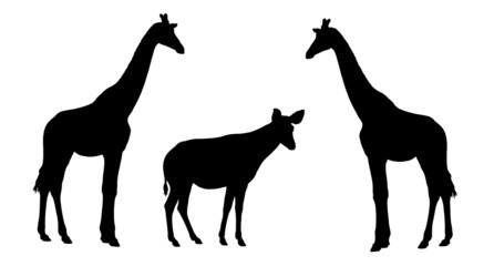 Giraffe and okapi illustration. African ruminants silhouette.