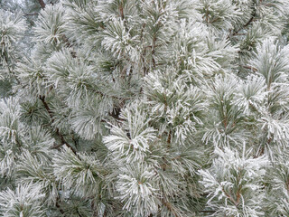 Close-up of snow covered Ponderosa pine trees, Pinus Ponderosa, in winter.